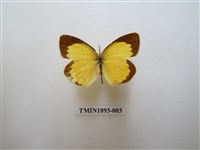 藏品(星黃蝶)的圖片